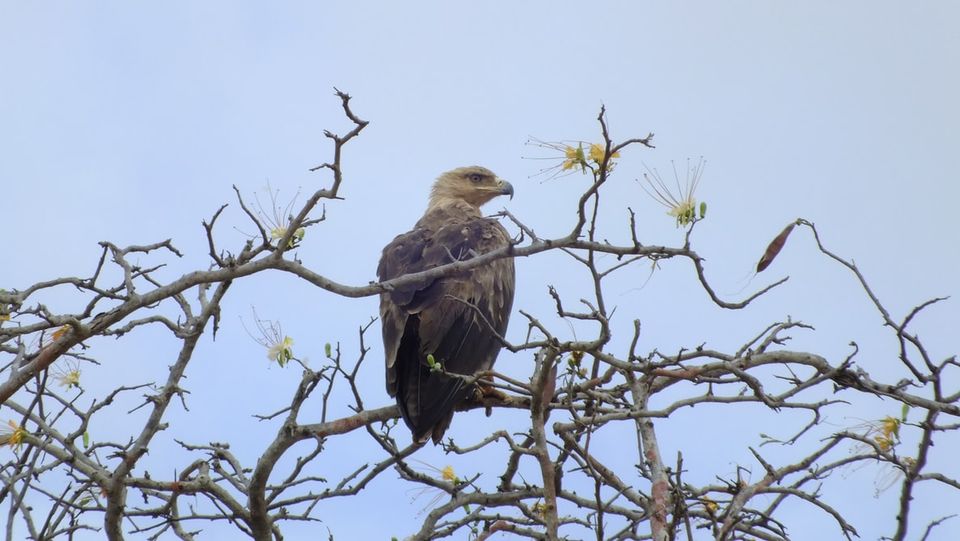 Gilgamos and the Eagle